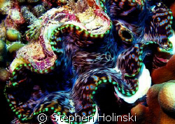 Great Barrier Reef, Giant Clam. by Stephen Holinski 
